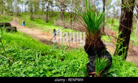 Grass trees Xanthorrhoea species reshooting in Mia Mia State Forest after the November 2018 fires, Queensland, Australia Stock Photo