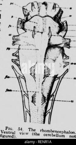 . Practical anatomy of the rabbit [microform] : an elementary ...