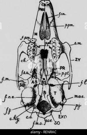 . Practical anatomy of the rabbit [microform] : an elementary ...