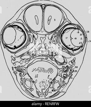 . Practical anatomy of the rabbit [microform] : an elementary ...