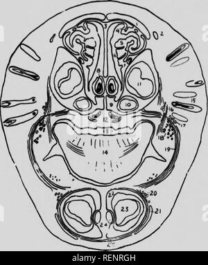 . Practical anatomy of the rabbit [microform] : an elementary ...