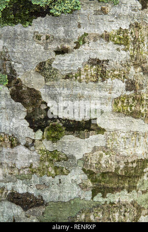 Tree trunk skin texture and pattern Stock Photo