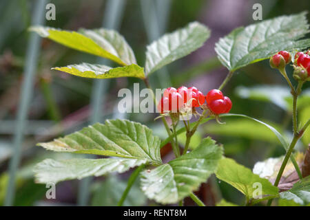 Delicious summer berries. Stone bramble (roebuck-berry (Rubus saxatilis) in Mature form, forest fruit Stock Photo