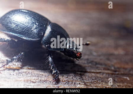 Armored beetle - the whole and the parts of the body. Dorbeetle, clock beetle (Geotrupes stercorarius). Ultra macro