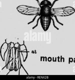 . Zoölogy [microform] : descriptive and practical. Zoology; Zoologie. head Horse fly. mouth parts. Please note that these images are extracted from scanned page images that may have been digitally enhanced for readability - coloration and appearance of these illustrations may not perfectly resemble the original work.. Colton, Buel P. (Buel Preston), 1852-1906. Toronto : Copp, Clark Stock Photo