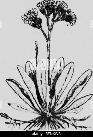 . Weeds and weed seeds illustrated and described [microform]. Weeds; Mauvaises herbes; Mauvaises herbes; Weeds. 62 WEEDS AND WEED SEEDB. Orange Hawkweed or Devil's Paint-brush (Hieracium auranliacum, L.), introduced from Europe, is abundant and troul)lesorae in the upland pastures of tlie Fkstorn Townsiiips of Quebec and in some places in New Brunswick and Prince Edward Island; reported occasionally from Ontario and all the eastern provinces. It is a vigorous Rrower which spreads rapidly by its runners and s«'eds and soon overruns land that cannot be ploughed, the abundant and useless foliage  Stock Photo