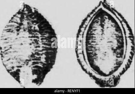 . Weeds and weed seeds illustrated and described [microform]. Weeds; Mauvaises herbes; Mauvaises herbes; Weeds. %  Green Foxtail {SHuriu riridi.s (L.) Heauvj. An introduced annual found commonly in eastern ( anada and l)econiing a .serious pest in the Prairie Pro- vinces, where it is taking heavy toll. As an jinnual this weed is very troublesome becau.se of its extreme prevalence throughout Canada. Seed colour very variable according to the de- gree of ripeness: yellow, grey, brown or purplish, the darker seeds mottled with darker spots. The kernel is greenish-white, convex on the outer face, Stock Photo