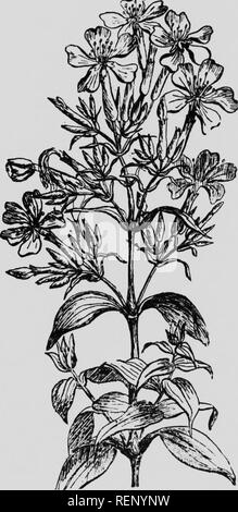. Cent fleurs de mon herbier [microforme] : Ã©tudes sur le monde vÃ©gÃ©tal Ã la portÃ©e de tous ; suivies d'un Calendrier de la flore de la province de QuÃ©bec. Botany; Botanique. â ,;,.-v.^'V&gt; .'U.Wrsi.-fe.'. La Saponaire.. Please note that these images are extracted from scanned page images that may have been digitally enhanced for readability - coloration and appearance of these illustrations may not perfectly resemble the original work.. Massicotte, Ã. -Z. , 1867-1947. MontrÃ©al : Beauchemin Stock Photo