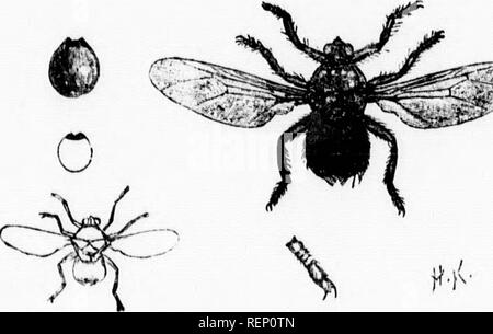 . A manual of injurious insects [microform] : with methods of prevention and remedy for their attacks to food crops, forest trees, and fruit : to which is appended a short introduction to entomology. Insect pests; Agricultural pests; Entomology; Insectes nuisibles, Lutte contre les; Ennemis des cultures, Lutte contre les; Entomologie. i, Ox.Wuiblo Fly ; 2, maggot; 3, chrysalis. Ii|. Ostrich Fly {Ilippohosca styuthionh) and cgg-like pupa-case, nat. size and mag. • foot and claw magnified. In the family of the Hippoboscidte, of which some arc known as - Forest-flics,&quot; the insect passes the  Stock Photo