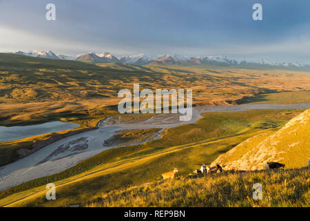 Goats grazing on slope, Sary Jaz valley, Issyk Kul region, Kyrgyzstan Stock Photo