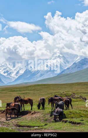 Horses grazing in front of Tien Shan snow-capped mountains, Sary Jaz valley, Issyk Kul region, Kyrgyzstan - Stock Photo