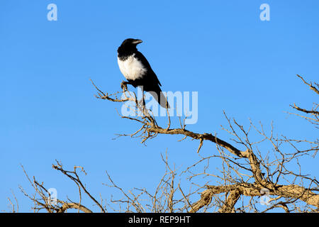 Pied crow, Namib, Namibia, (Corvus albus) Stock Photo