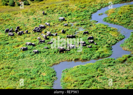 African Elephants, Okavango Delta, Botswana Stock Photo