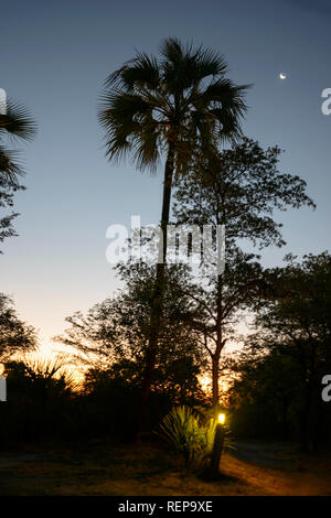 Real Fan Palm, Nata, Botswana, (Hyphaene benguellensis) Stock Photo