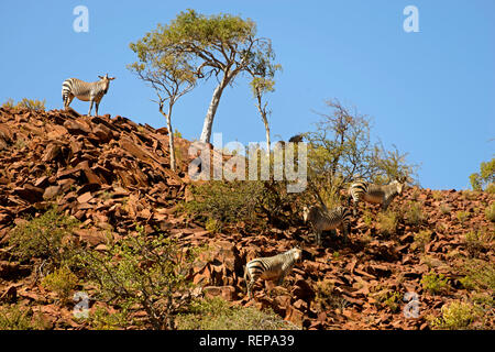 Hartmann's Mountain Zebra, Damaraland, Namibia, (Equus zebra hartmannae) Stock Photo