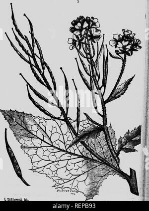 . Wild mustard [microform]. Mustard; Weeds; Moutarde, Lutte contre; Mauvaises herbes, Lutte contre les. Ll^SloweVlM.. FIG. 2.-Flower and seed pods, slightly enlarged.. Please note that these images are extracted from scanned page images that may have been digitally enhanced for readability - coloration and appearance of these illustrations may not perfectly resemble the original work.. British Columbia. Dept. of Agriculture. Victoria, B. C. : R. Wolfdenden Stock Photo