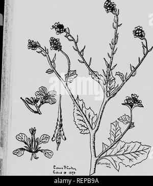 . Wild mustard [microform]. Mustard; Weeds; Moutarde, Lutte contre; Mauvaises herbes, Lutte contre les. '&quot;^ 'â -^1^ir::?;râ^-^ âs;?^-^-. Please note that these images are extracted from scanned page images that may have been digitally enhanced for readability - coloration and appearance of these illustrations may not perfectly resemble the original work.. British Columbia. Dept. of Agriculture. Victoria, B. C. : R. Wolfdenden Stock Photo