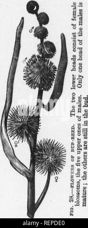 . Plant life [microform]. Botany; Botanique. THE WIND AS CARRIER. 139 be mistaken for petals by all but botanists. One w&lt;?y in which such a substitution often happens is shown us by the great burnet, which is a close relation of thesalad-burnet. This plant, after having acquired the habit of wind-fertihsation, has taken again at last to insect marriage. Havir g lost its petals, however, it can't easily redevelop them; 30 it has had instead to make its calyx purple. The plant as a whole closely re- sembles the salad- burnet; but the flowers are rather different; the stamens no longer hang ou Stock Photo