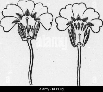 . Plant life [microform]. Botany; Botanique. VARIOUS MARaiAGBJ CUSTOMS. 107 his way at once to the stamens and stigma or sensitive surface. The consequence is that the majority of the higher plants have now corollas in a single piece; and nost of these are also coloured red, blue, or purple. Still, even now many of them retain marks of the original five. IIG. 18.—PIN-EYED PRIMROSE, CUT OPEN SO AS TO SHOW THE ARRANGEMENT OF THE STAMENS AND STIGMA. FIO. 19.—THRUU-EYBD PRIMROSE, CUT OPEN SO AS TO SHOW STA- MENS AND STIGMA. petals. For instance, the harebell has the edge of the corolla vandyked in Stock Photo