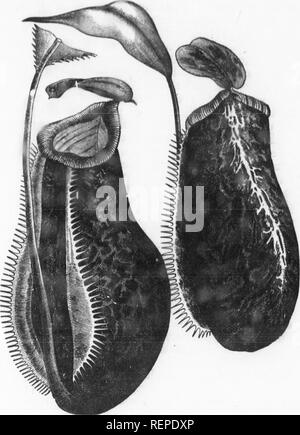 . Plant life [microform]. Botany; Botanique. Fia. 12.—INBECT-EATINO PITCHERS OF THE MALAYAN NEPENTHES.. Please note that these images are extracted from scanned page images that may have been digitally enhanced for readability - coloration and appearance of these illustrations may not perfectly resemble the original work.. Allen, Grant, 1848-1899. London : Hodder and Stoughton Stock Photo