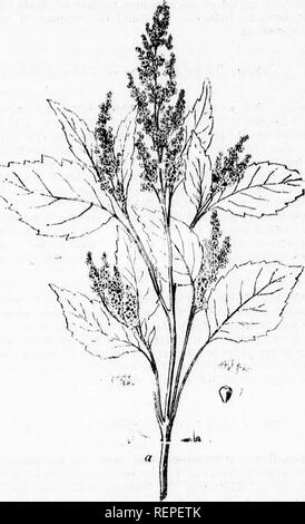 . Noxious weeds and how to destroy them [microform]. Weed control; Weeds; Mauvaises herbes, Lutte contre les; Mauvaises herbes. 21 Roman Wormwooo or BrrrEU-WEED (Ambrosia artemisi folia, L). This plant belongs to the same fpmily aa the preceding. It is how- ever less coarse and robust, and grows only to the height of 1 to 3 feet The flowers are of two kinds, as in the preceding plant; the sterile in long spikes of small green and yellow clusters, and the fertile generally at the base of the leaves. The seeds are ma^h like the one shown in figure 116; but are somewhat smaller than those of the  Stock Photo
