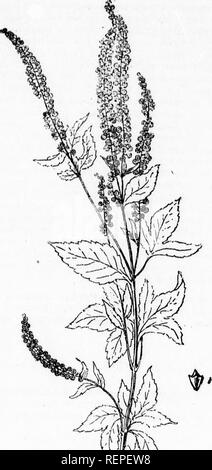 . Noxious weeds and how to destroy them [microform]. Weed control; Weeds; Mauvaises herbes, Lutte contre les; Mauvaises herbes. 20 Owin^ to Its coarse growth thia weed Is a ^reat nuisance chokh,.^ «nrf. starving the crops; and adding greatly to the labor of harvSting Still greater mischief is caused by the seede, which cannot be cleaned i. (iS-RAT &quot;kAaWE^.D {A7nhrosia Mfida, L) Fig 11. out of grain, and are such a rnu^sn. e to millers that wheat or oats'eontain- ing any large proportion of the&gt;;e seeds, are unsaleable. The same remark applies to the seed of the following plant.. Please Stock Photo