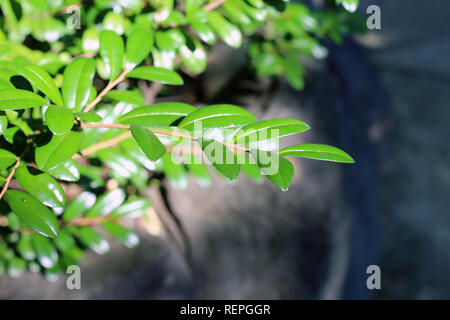 Green leafy plants in a closeup photo. Photographed in Osaka, Japan. Beautiful closeup of bright green leaves. Stock Photo