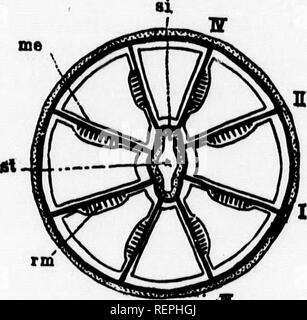 A Textbook Of Invertebrate Morphology Microform Invertebrates Morphology Animals Inverta C Bra C S Morphologie Animaux Fig 56 Metrfdinm Margina Tum Le8 Fig 57 Diagrajfmatic Traks Vehse Sect10i Lt Thkouciu Avmrd A A In Iteoxon Op