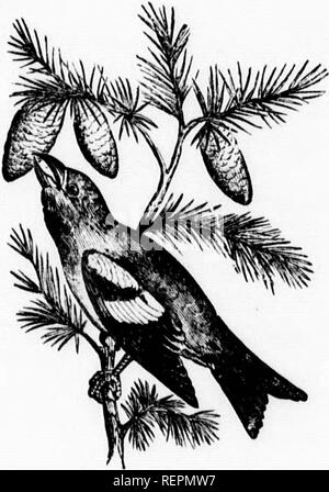 . Ornithology and oÃ¶logy of New England [microform] : containing full descriptions of the birds of New England and adjoining states and provinces, arranged by a long-approved classification and nomenclature : together with a complete history of their habits, times of arrival and departure ... : with illustrations of many species of the birds and accurate figures of their eggs. Ornithology; Birds; Birds; Ornithologie; Oiseaux; Oiseaux. THE WHITE-WINGED CROSSBILL. 293 CUEVIEOSTEA LEUCOPTEEA.-in&amp;oÂ«. The White-winged Crossbill. l^ia levcoptera, Audubon. Orn. Biofr, IV M838> 4n7 Cur..rostr Stock Photo