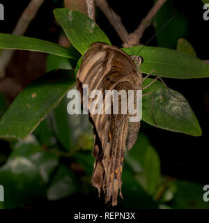 Beautiful  butterfly with dark cyan back and neck with brownish black wings (Papilio peranthus), Bali, Indonesia sitting on a green plant. Butterfly w Stock Photo