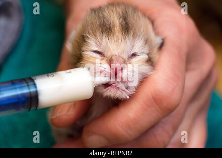 Feeding a newborn British kitten with a milk mixture from a syringe, saving a kitten left without a mother Stock Photo