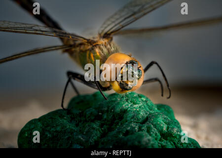 close-up of large dragonfly sitting on green rock Stock Photo