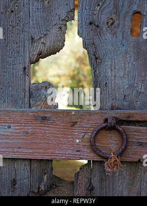 detail of weather-beaten barn door with woodworm, grainy broken planks and baler twine on metal handle in Cumbria, England, UK Stock Photo