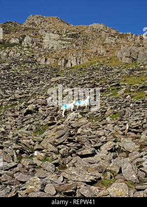 two hardy white sheep with blue dye marks high on slate scree under blue sky near High Street in the Lake District, Cumbria, England, UK Stock Photo