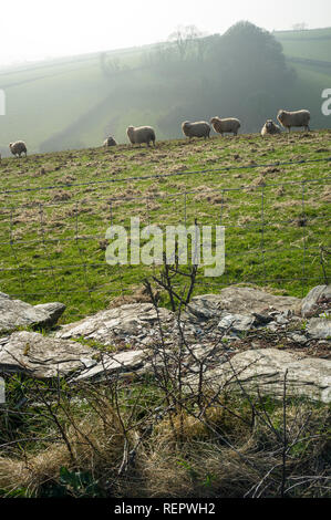 Sheep grazing on hills on a hazy sunny winter's day near Kingsbridge, Devon, UK Stock Photo