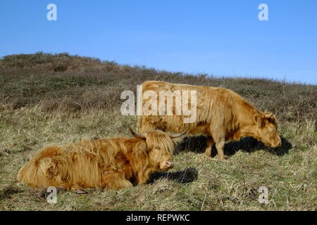 Highland cattle (Bos taurus) sleeping or grazing on National Trust coastal land. Bolberry Down, South Hams, Devon. UK Stock Photo