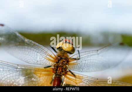 macro close-up of large dragonfly in summer Stock Photo