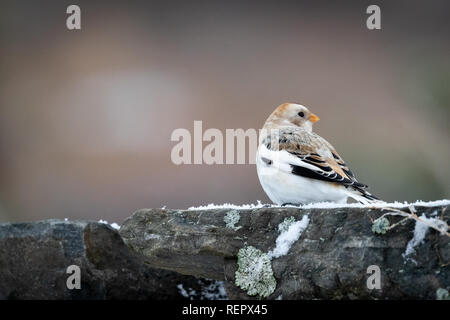 Snow bunting looking over its shoulder Stock Photo