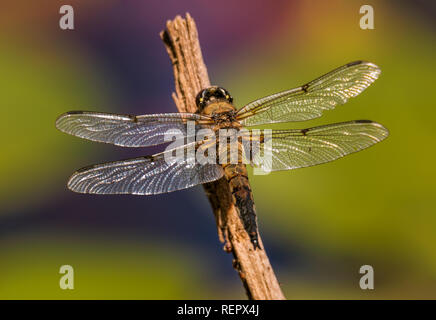 close-up of large dragonfly sitting on a straw Stock Photo