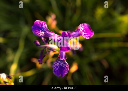 Flower iris top view. Triangular flower. Flower in the center of the frame. Stock Photo