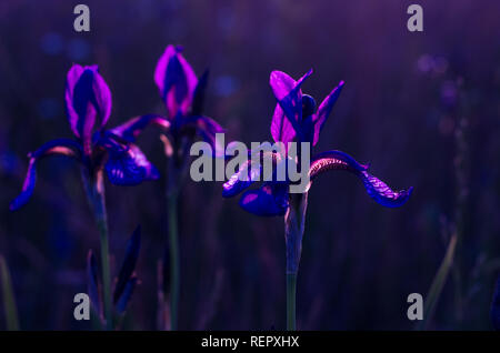 Neon light in the field. Neon flowers. Flowers in the early morning. Stock Photo