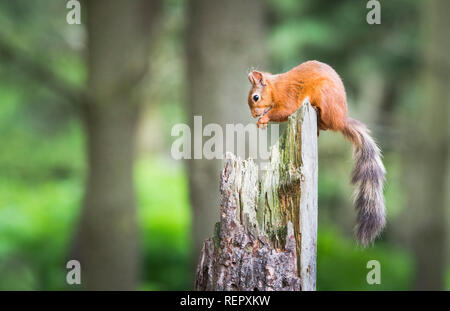 A red squirrel uses its tail for balancing on the top of an old broken tree stump in the middle of the woodland whilst feeding Stock Photo