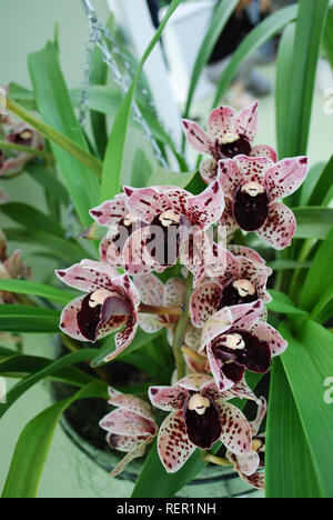 Cymbidium orchid purple flowers. Decorative plants for gardening and greenhouse. Stock Photo