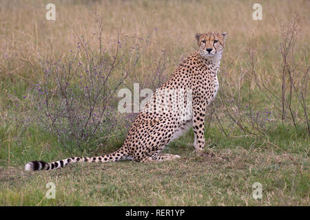 Single adult male cheetah, Acinonyx jubatus, sitting in grassland, Masai Mara, Kenya Stock Photo