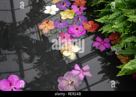 Orchidaceae heads are swimming in the water. Stock Photo