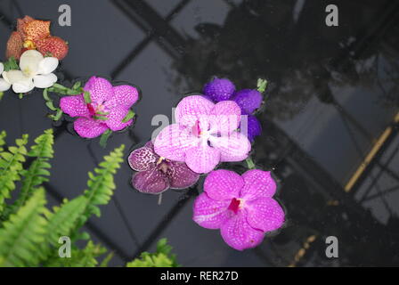 Orchidaceae heads are swimming in the water. Stock Photo