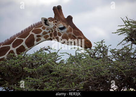 Reticulated or Somali giraffe Giraffa camelopardalis reticulata feeding, Lewa Wildlife Conservancy Kenya Stock Photo