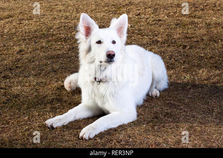 Swiss Shepherd dog, 1 year old, lying on ground Stock Photo