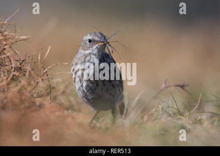 The water pipit (Anthus spinoletta) with mosquito in its beak. Stock Photo