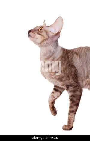 Cornish rex cat walking half length hunting Stock Photo